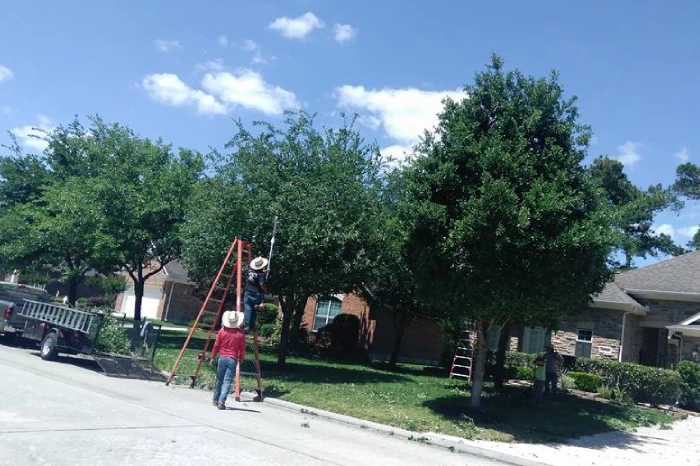 Tree Service