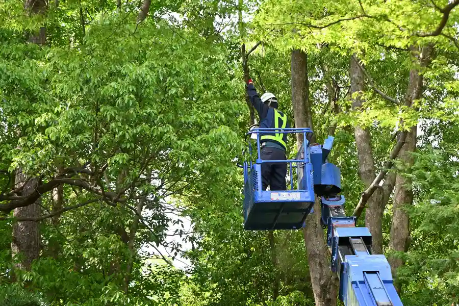 Professional Tree Service Porter, TX