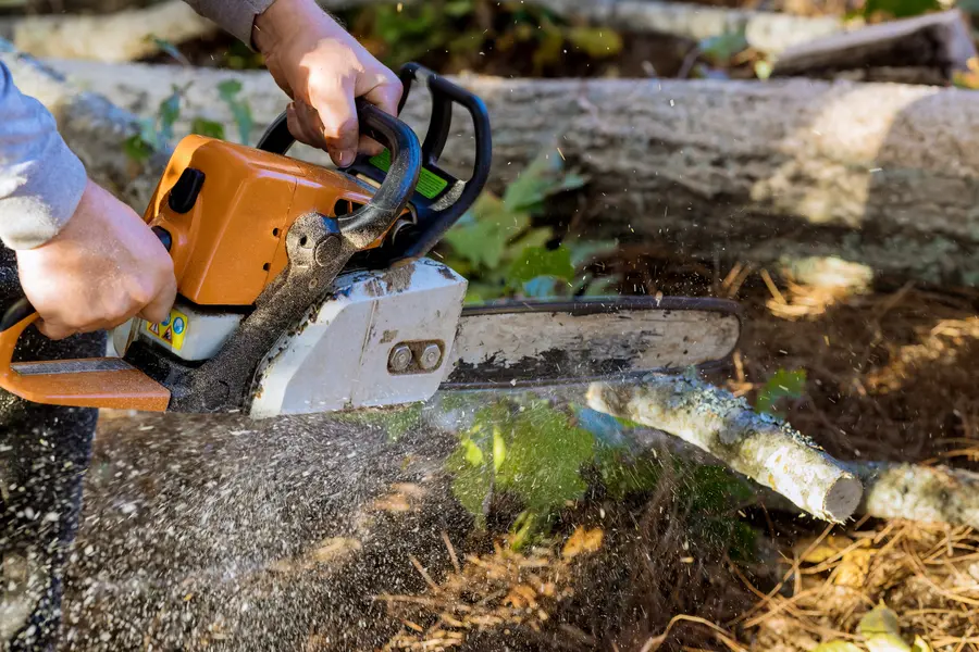 Reputable Tree Service Porter, TX