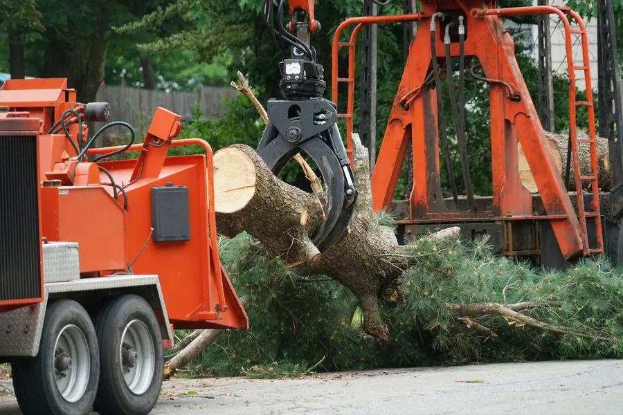 Top-rated Tree Service Porter, TX